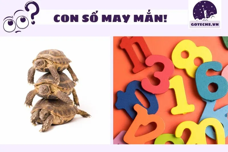 Những con số may mắn khi mơ thấy rùa