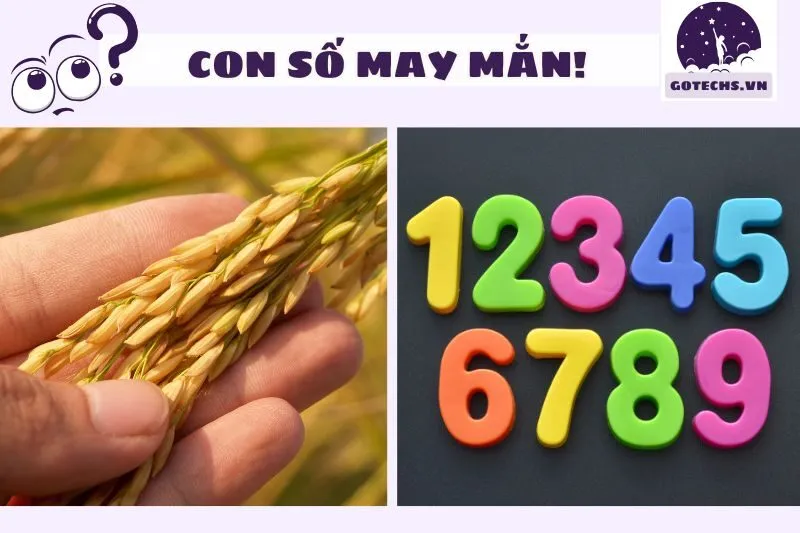 Những con số may mắn khi nằm mơ thấy lúa