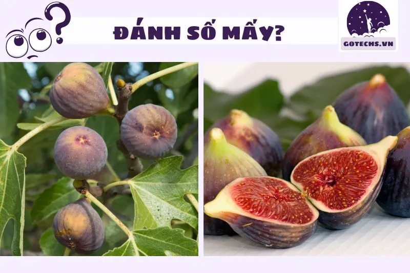 Những con số may mắn liên quan đến giấc mơ thấy cây sung