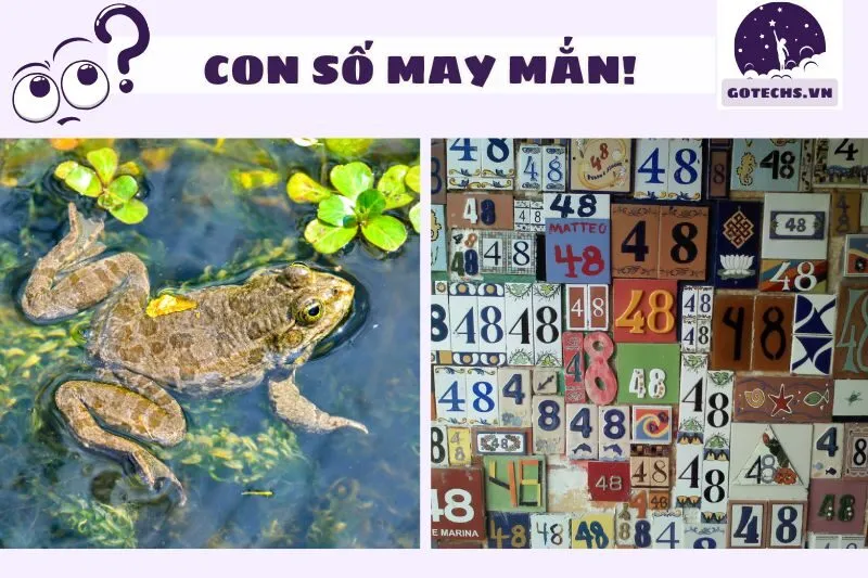 Những con số may mắn liên quan đến giấc mơ thấy cóc
