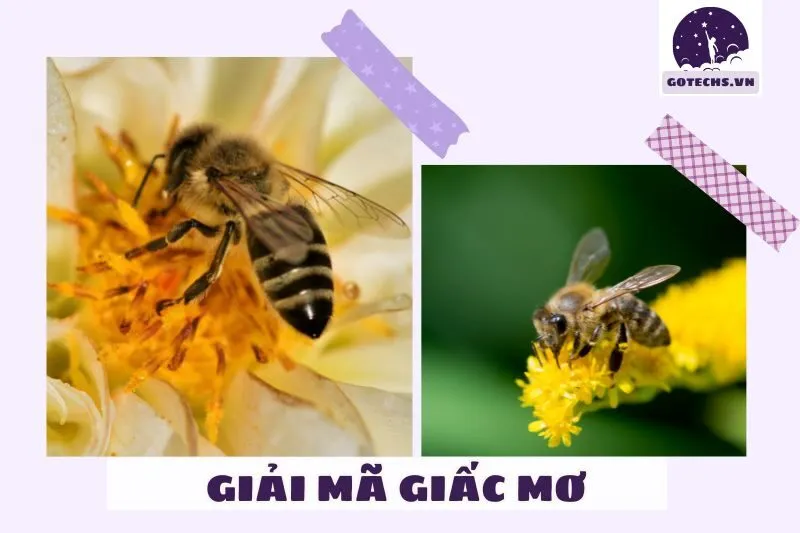 Những điềm báo đặc biệt khi nằm mơ thấy ong