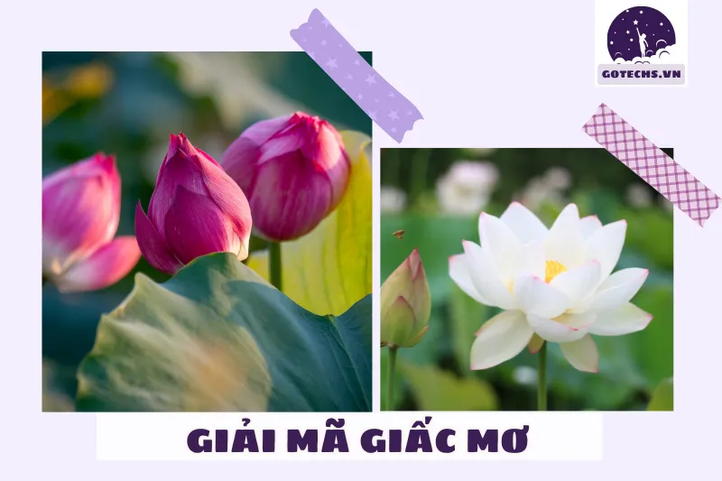 Những điềm báo trong các trường hợp mơ thấy hoa sen