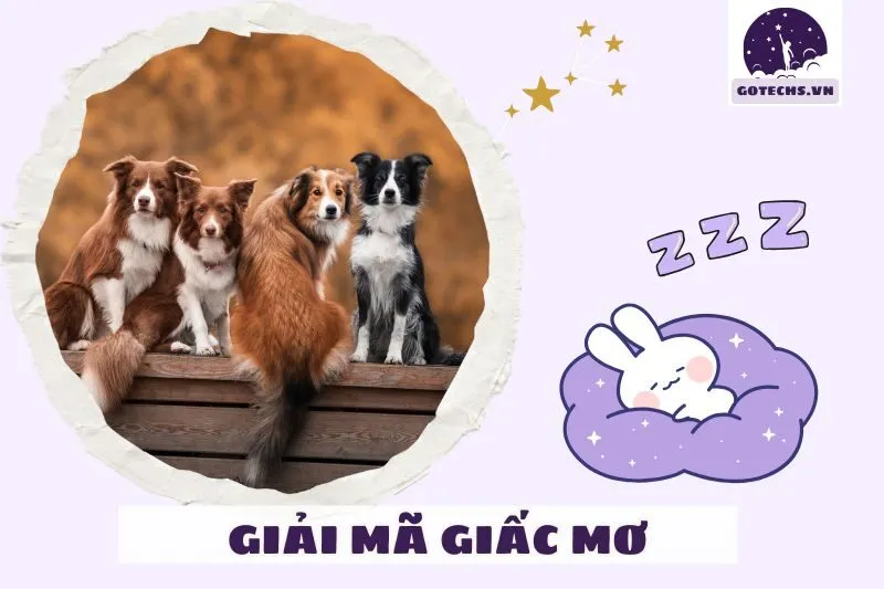 Những điều cần lưu ý khi theo phong thủy và tâm linh nằm mơ thấy chó