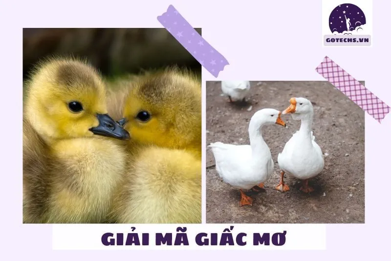 Những loại giấc mơ về vịt phổ biến và ý nghĩa của chúng