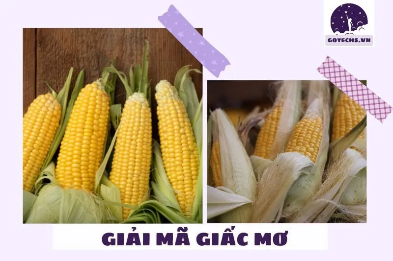 Những tình huống thường gặp khi nằm mơ thấy bắp ngô