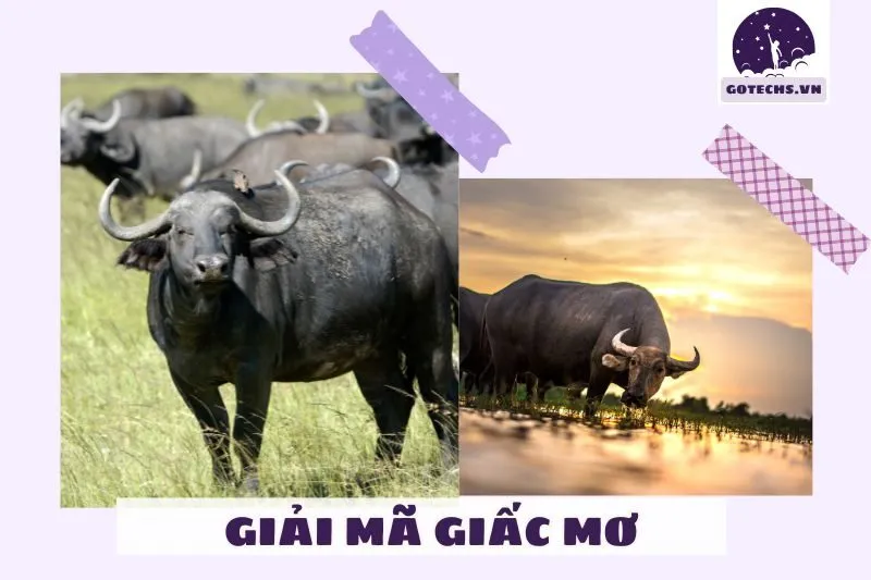 Những trường hợp đặc biệt dự báo may mắn