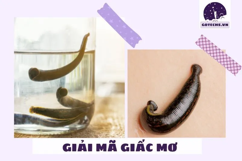 Phân tích chi tiết các loại giấc mơ thấy đỉa