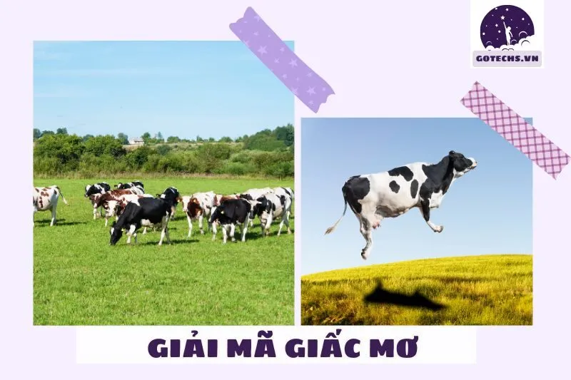 Phân tích từng loại giấc mơ thấy bò và điềm báo cụ thể