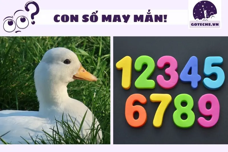 Số may mắn liên quan đến giấc mơ nằm mơ thấy vịt