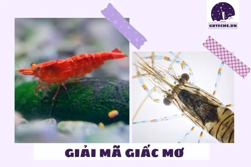 Thông điệp của nằm mơ thấy tôm phổ biến