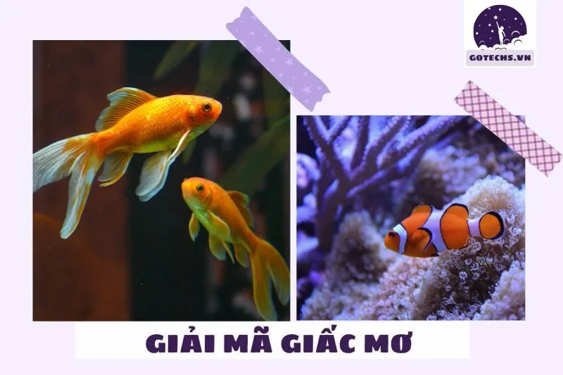 Tìm hiểu ý nghĩa khi nằm mơ thấy cá