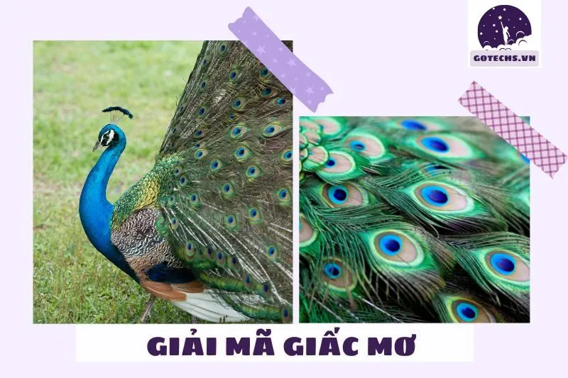 Ứng dụng ý nghĩa giấc mơ chim công