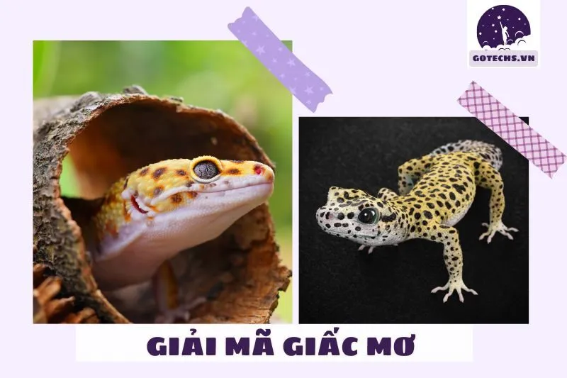 Ý nghĩa chính của việc nằm mơ thấy tắc kè
