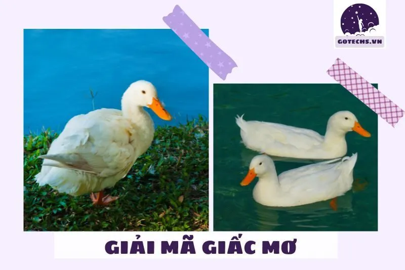 Ý nghĩa chung của giấc mơ nằm mơ thấy vịt