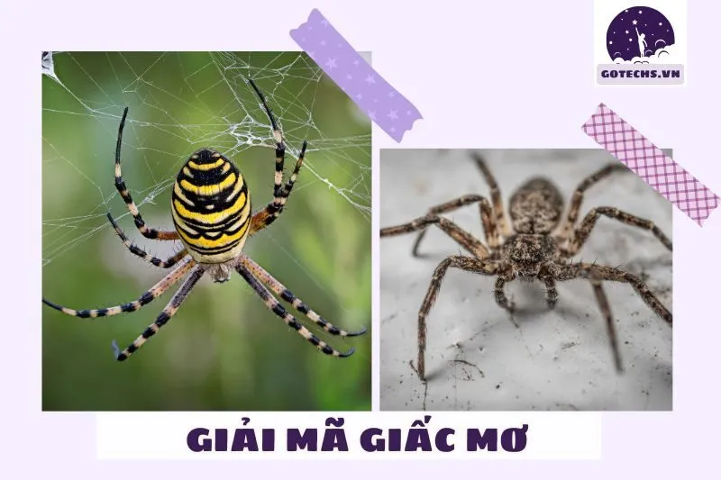 Ý nghĩa chung của việc nằm mơ thấy nhện