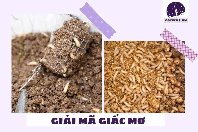 Ý nghĩa của giấc mơ nằm mơ thấy dòi