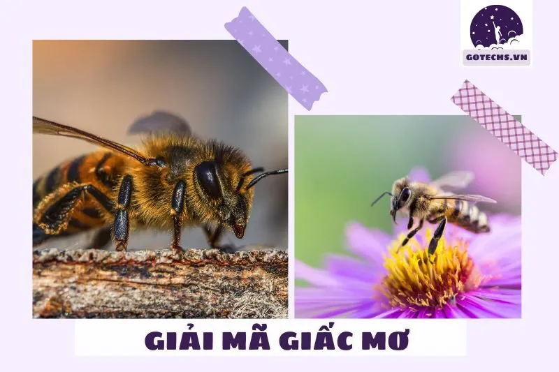 Ý nghĩa của giấc mơ nằm mơ thấy ong