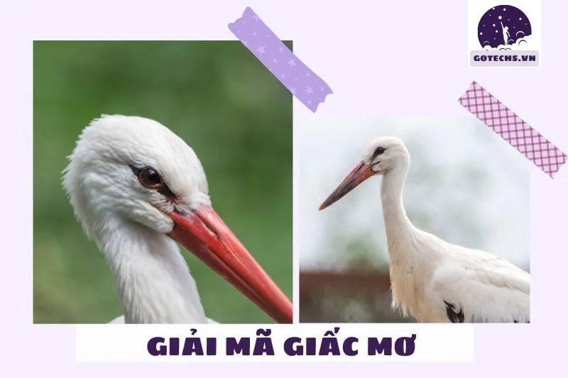 Ý nghĩa của giấc mơ thấy cò trắng