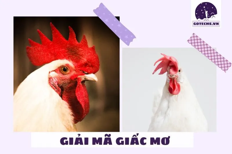Ý nghĩa của giấc mơ thấy gà con