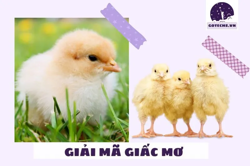 Ý nghĩa của giấc mơ thấy gà con