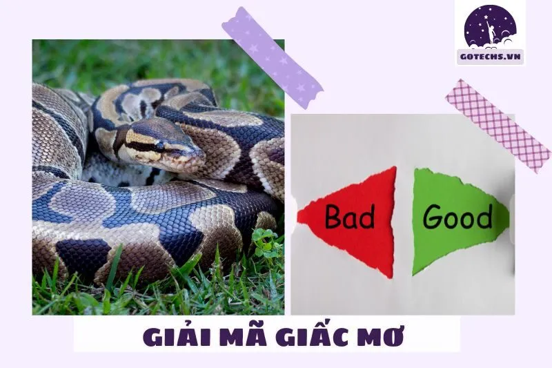 Ý Nghĩa Của Giấc Mơ Thấy Trăn - Là Điềm Lành Hay Dữ?