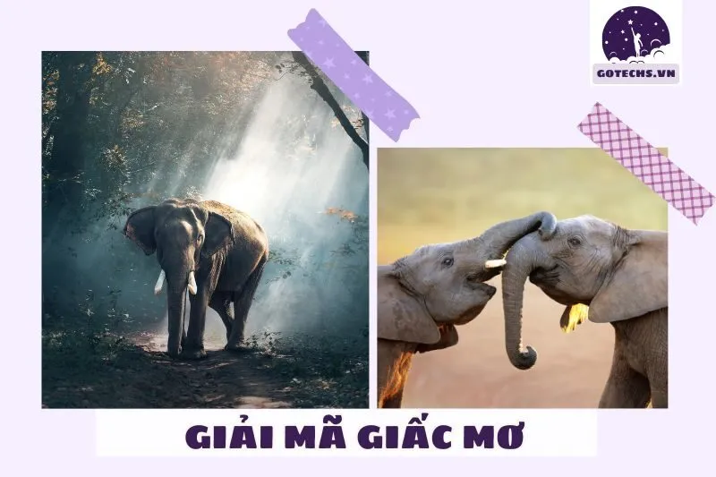 Ý nghĩa của giấc mơ thấy voi – Điềm báo gì?