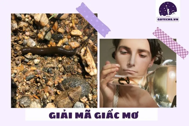 Ý nghĩa của màu sắc đỉa trong giấc mơ