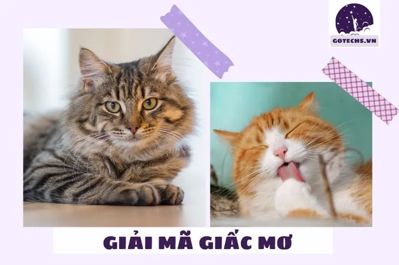 Ý nghĩa của màu sắc trong giấc mơ thấy mèo