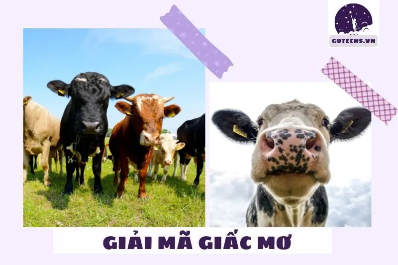 Ý nghĩa của việc nằm mơ thấy bò