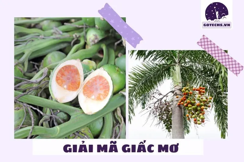 Ý nghĩa của việc nằm mơ thấy buồng cau