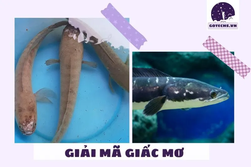 Ý nghĩa của việc nằm mơ thấy cá lóc là gì?