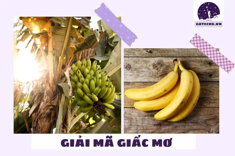 Ý nghĩa của việc nằm mơ thấy chuối