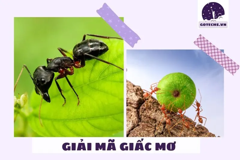 Ý Nghĩa Của Việc Nằm Mơ Thấy Kiến