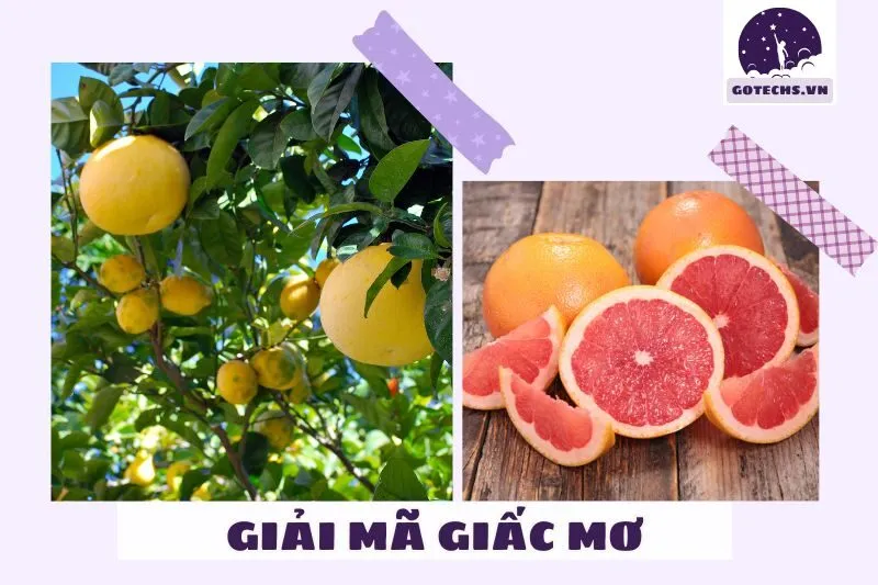 Ý nghĩa của việc nằm mơ thấy quả bưởi