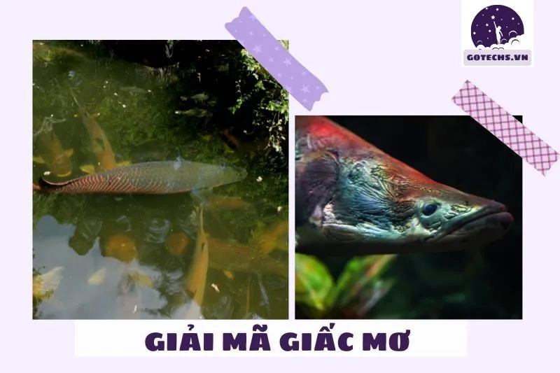 Ý nghĩa giấc mơ nằm mơ thấy cá hải tượng