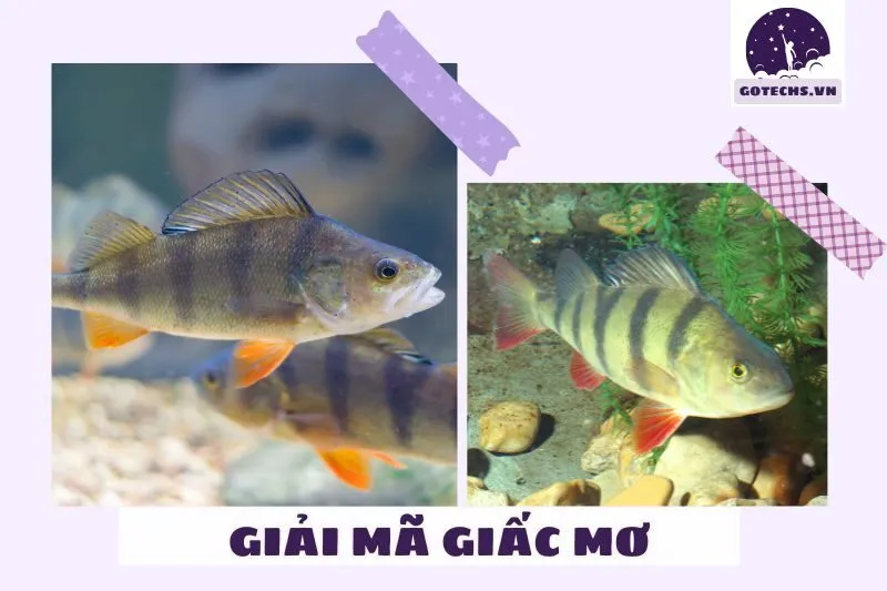 Ý nghĩa giấc mơ nằm mơ thấy cá rô là gì