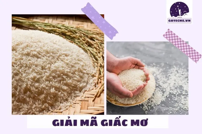 Ý nghĩa giấc mơ nằm mơ thấy gạo