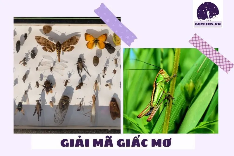 Ý nghĩa giấc mơ nằm mơ thấy sâu bọ là gì?