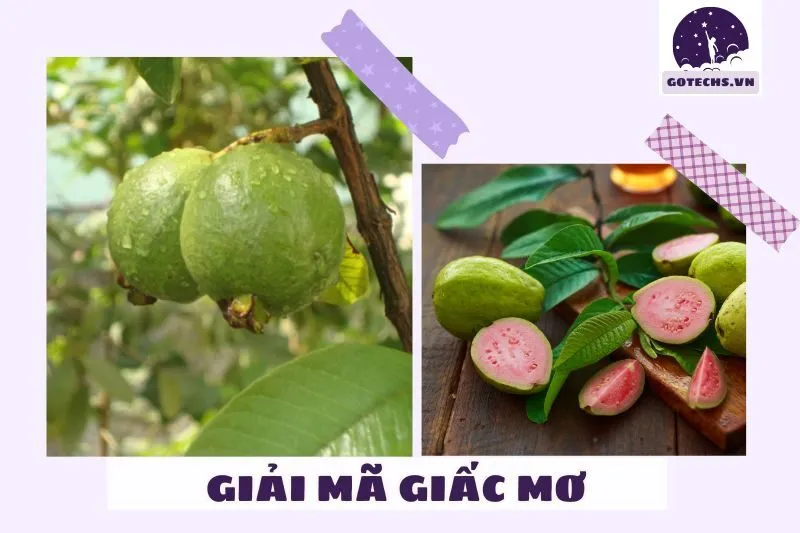 Ý nghĩa giấc mơ nằm mơ thấy trái ổi và điềm báo tương lai