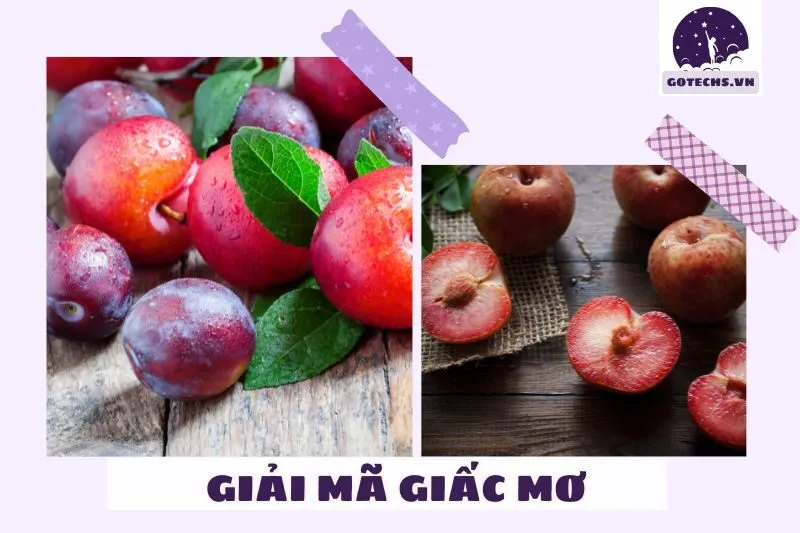 NẰM MƠ THẤY CÂY MẬN