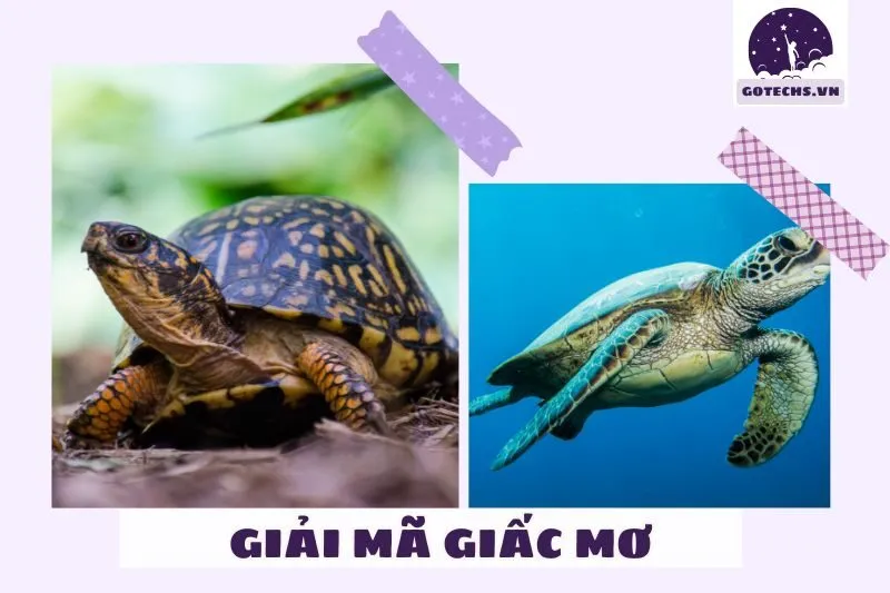 Ý nghĩa giải mã các điềm báo từ giấc mơ thấy rùa