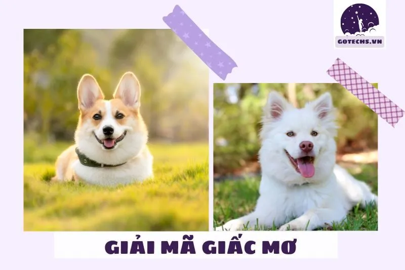 Ý nghĩa khi nằm mơ thấy chó và điềm báo tương ứng