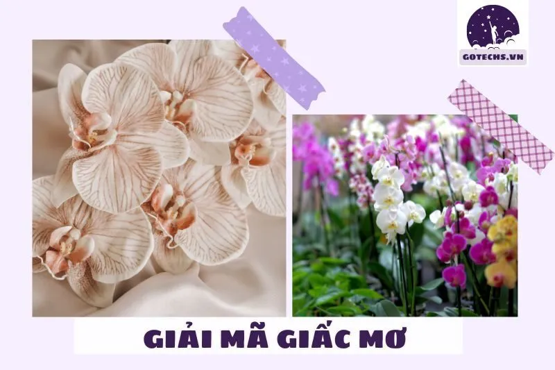 Ý nghĩa khi nằm mơ thấy hoa lan trong cuộc sống