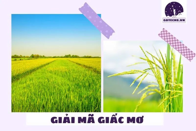 Ý nghĩa khi nằm mơ thấy lúa