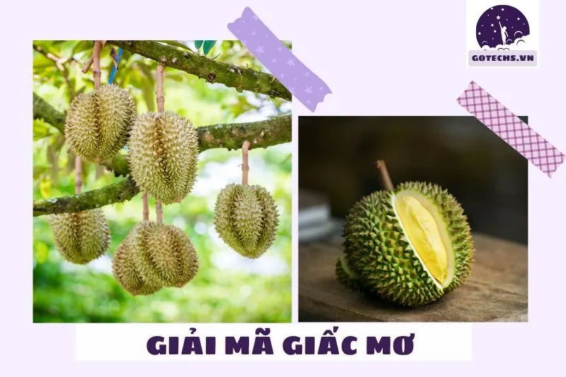 Ý nghĩa khi nằm mơ thấy trái sầu riêng