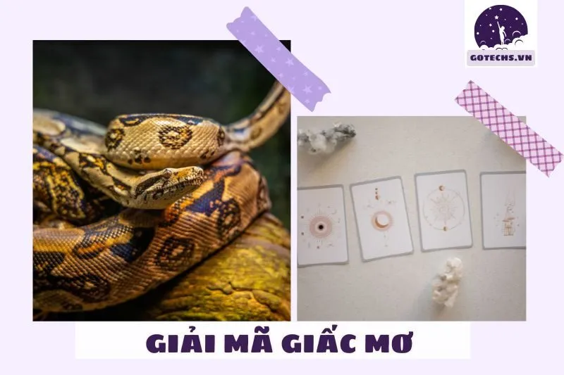 Ý Nghĩa Tâm Linh Và Dự Báo Về Tương Lai Khi Mơ Thấy Trăn