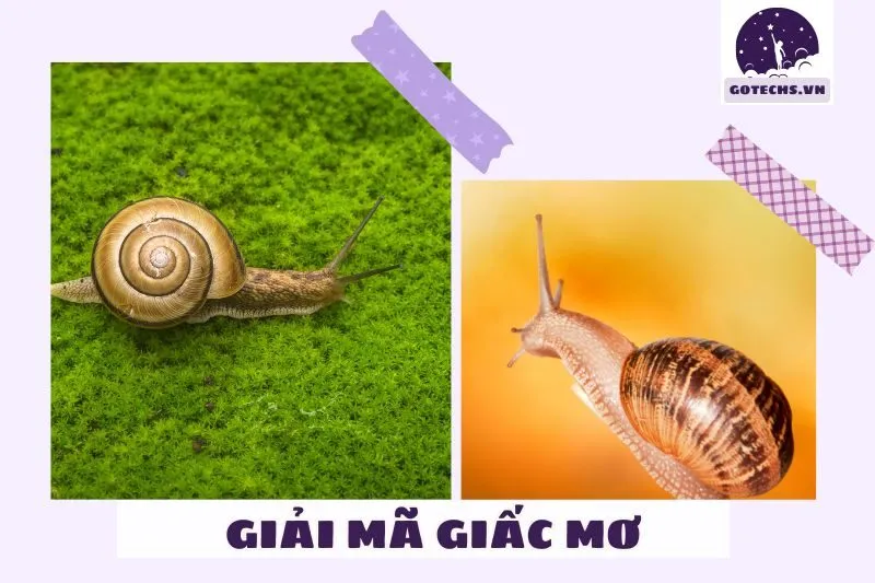 Ý Nghĩa Và Điềm Báo Khi Nằm Mơ Thấy Ốc