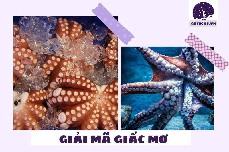 Ý nghĩa và thông điệp giấc mơ thấy bạch tuộc