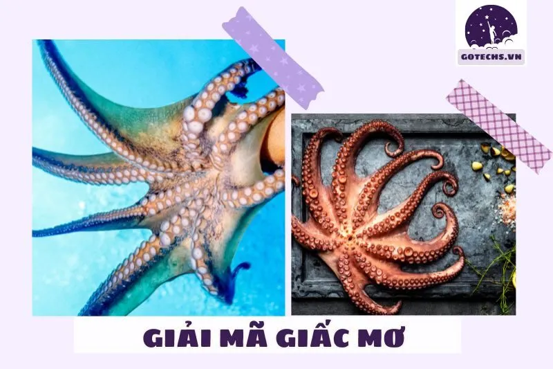 Ý nghĩa và thông điệp giấc mơ thấy bạch tuộc