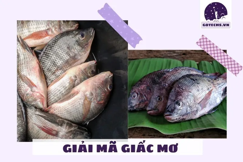Các loại giấc mơ liên quan đến cá rô phi